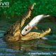 Illustration for article titled Sunday Crocodilian - Crocodylus porosus Edition
